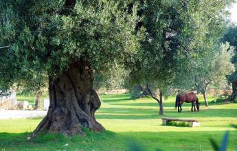 Cycling Puglia & Matera