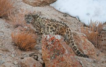 Search for Snow Leopards with Valerie Parkinson
