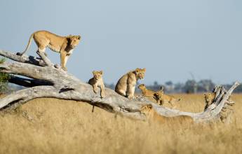 Botswana & Zimbabwe Lodge Safari