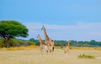 Botswana & Zimbabwe Lodge Safari