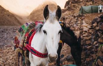 Climb Morocco’s Mt Toubkal