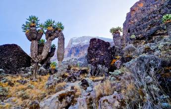 Kilimanjaro Climb – Lemosho Route