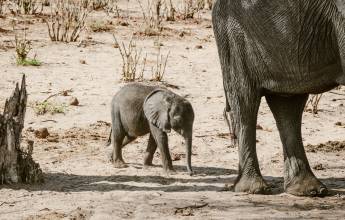 Botswana & Zimbabwe Lodge Safari