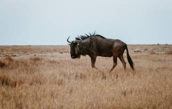 Botswana & Zimbabwe Lodge Safari