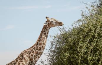 Botswana & Zimbabwe Lodge Safari