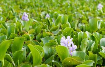 Pantanal – Land of the Jaguar