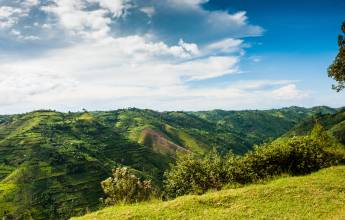Chimps & Gorillas of Uganda