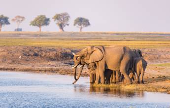 Wildlife & Wilderness of Botswana