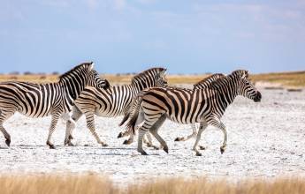 Wildlife & Wilderness of Botswana