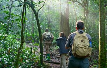 Chimps & Gorillas of Uganda