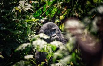 Chimps & Gorillas of Uganda