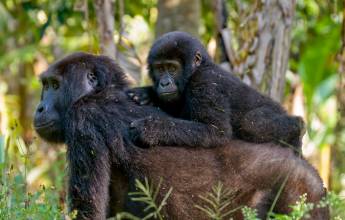 Chimps & Gorillas of Uganda