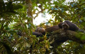 Chimps & Gorillas of Uganda