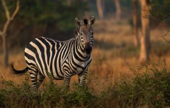Chimps & Gorillas of Uganda