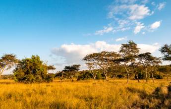 Chimps & Gorillas of Uganda