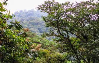 Monteverde Cloud Forest