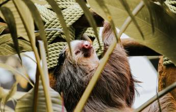 Monteverde Sloth Sanctuary