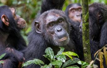 Chimps & Gorillas of Uganda