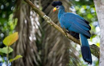 Chimps & Gorillas of Uganda