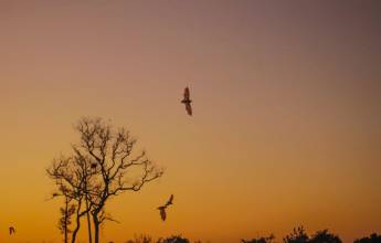 Pantanal – Land of the Jaguar