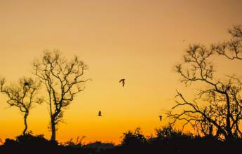 Pantanal – Land of the Jaguar