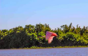 Pantanal – Land of the Jaguar
