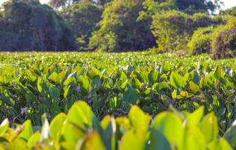 Pantanal – Land of the Jaguar