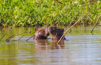 Pantanal – Land of the Jaguar