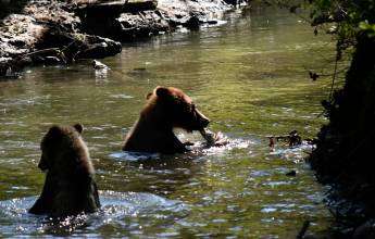Whales & Bears of British Columbia