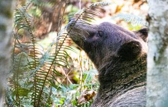 Whales & Bears of British Columbia