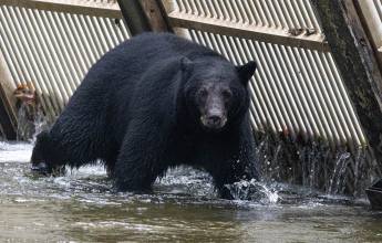 Whales & Bears of British Columbia