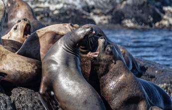 Whales & Bears of British Columbia