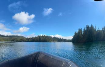 Whales & Bears of British Columbia
