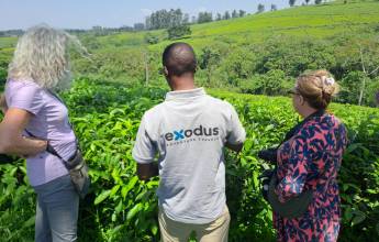 Chimps & Gorillas of Uganda