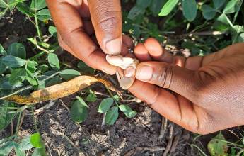 Chimps & Gorillas of Uganda