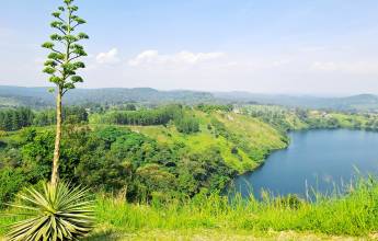 Chimps & Gorillas of Uganda