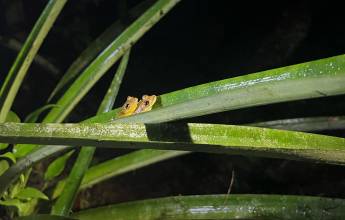 Esquinas Rainforest