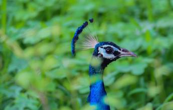 Highlights of Northern India – Summer itinerary