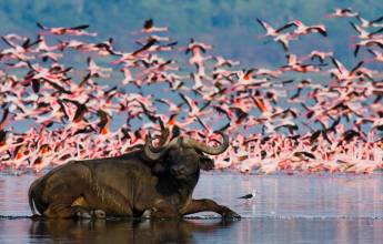 Kenya & Tanzania Adventure