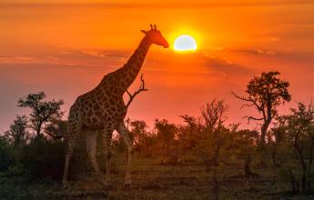 South Africa: Walking & Wildlife