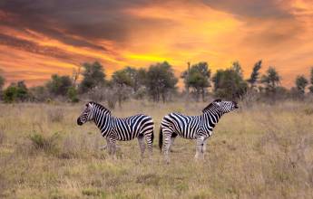 South Africa: Walking & Wildlife