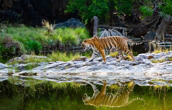 Colours of Rajasthan – Pushkar Festival