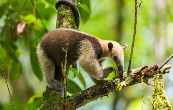 Tamandua