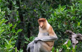 Borneo Wildlife Discoverer