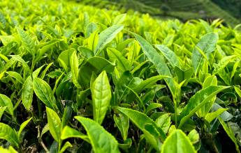 Kerala & the Tropical South