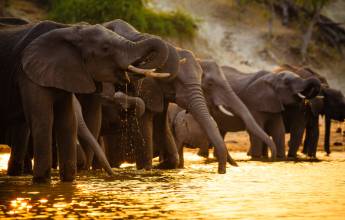 Chobe National Park - Botswana