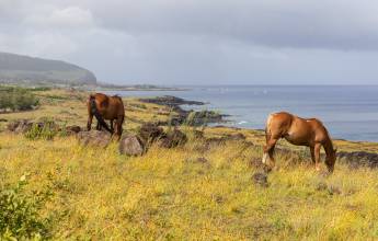 Easter Island Add-on Tour