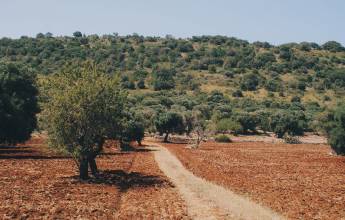 Walking in Puglia & Matera