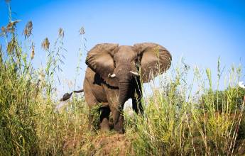 Zambezi Canoe Safari