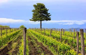 Highlights of Sicily